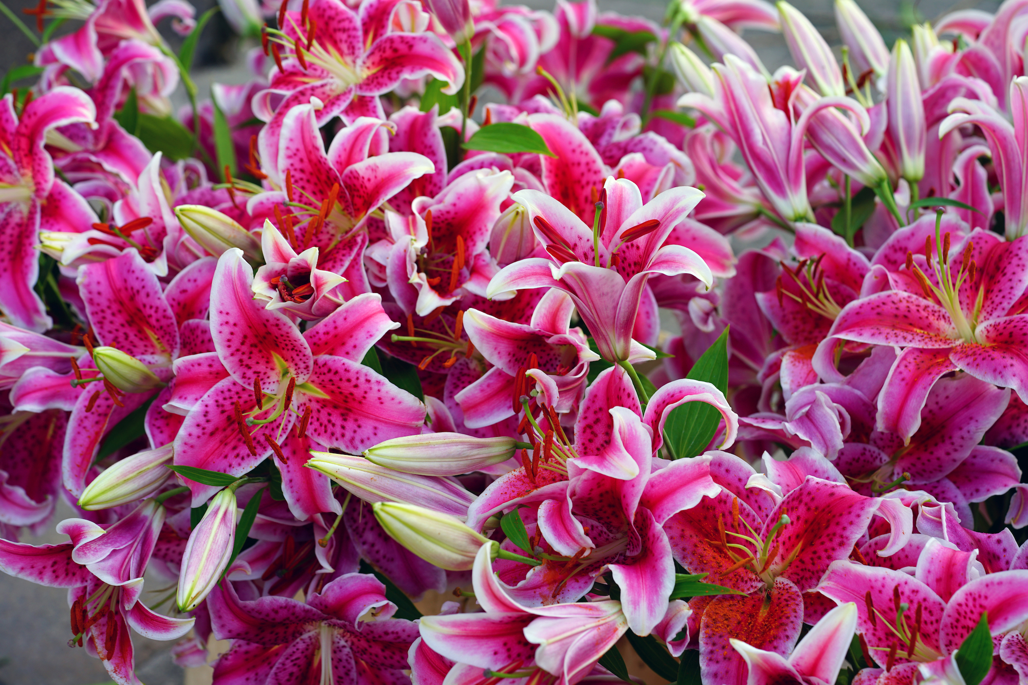 Hundreds of bright pink Stargazer lilies in bloom. 